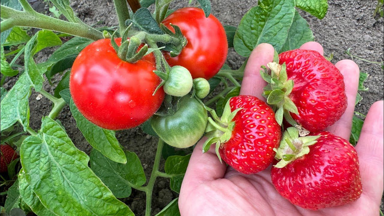07.06.24 Влог: спустя неделю приехала на огород, какие планы?))) первый помидор! смотреть онлайн