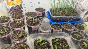 РАССАДА в квартире. 02.03.25 Перец, Лук, Цветы