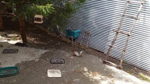 новая русская, архивные видео про бельчат