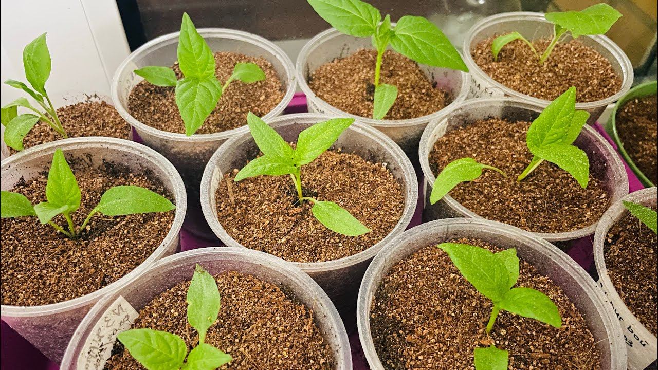 ПЕРЕЦ пикирую на БОЧОК легко и быстро! смотреть онлайн