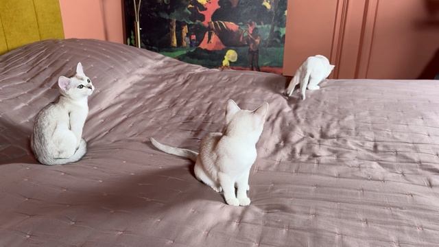 «РосКош» Бурмилла / Бэкстейдж