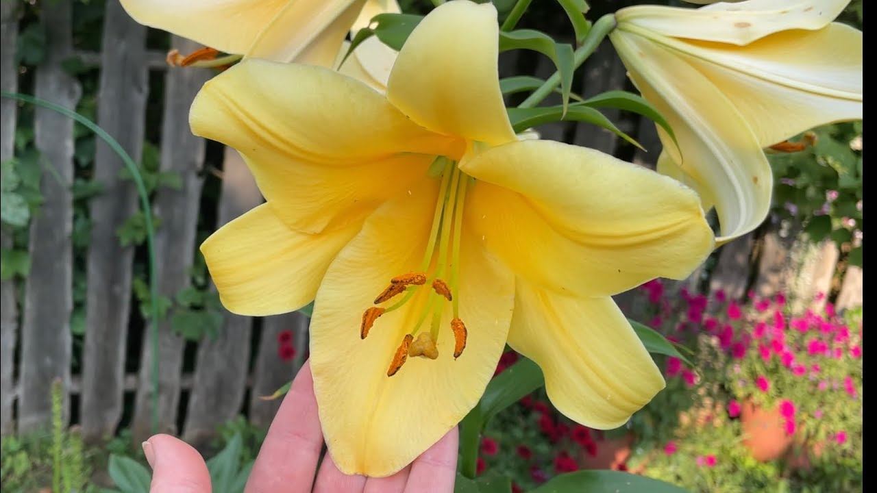 05.08.22 в деревне все засохло! Зато крыша новая смотреть онлайн