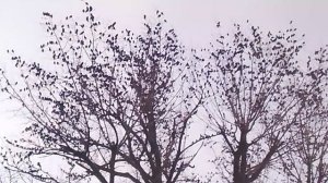 Скворцы на дереве VID_20260128_170821