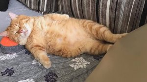 Пушистый юмор