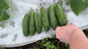26.09.25 огурец ожил, пекинка в парнике, куда сажать чеснок