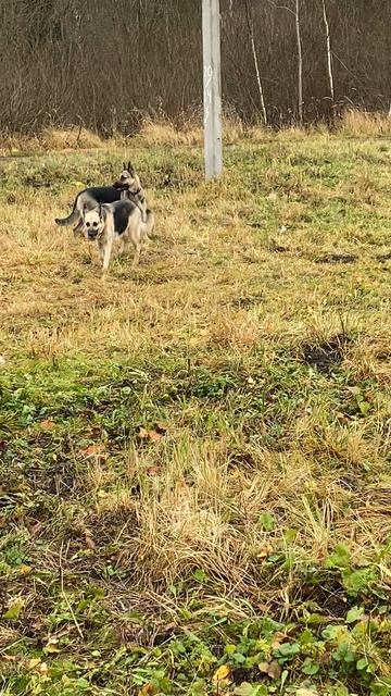 ВЕО Валентлайф Мэгги 7 лет и учит собачей борьбе Валентлайф Шэрри 15 мес - №6