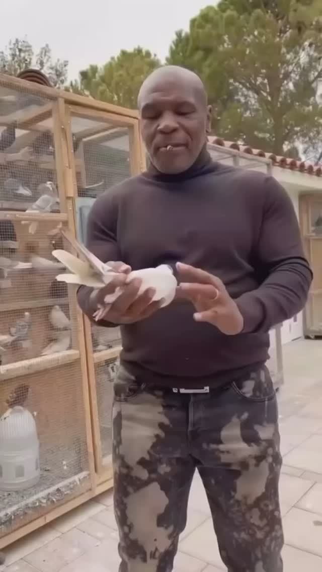 Голуби Майка Тайсона!