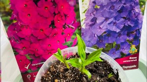 СЛЁЗЫ  проросшие флоксы, покупка в феврале, доживут ли до весны?!