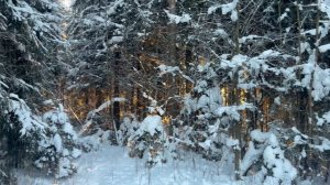 Зимний лес.