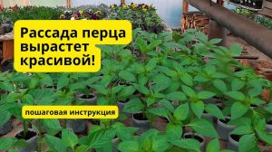 Выращивание рассады сладкого перца в одном видео- пошаговая инструкция