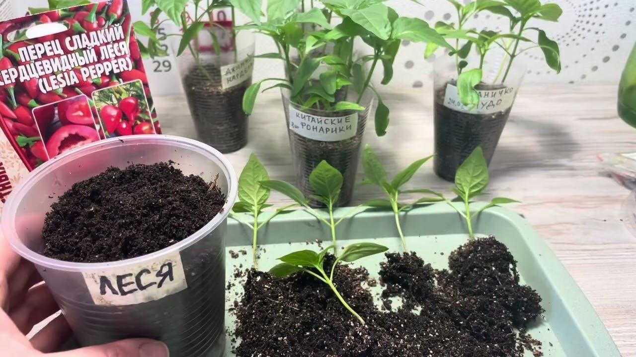 16.03.24 Часть 2. ПЕРЕЦ. Пикировка с упаковками, корневая, перевалка. смотреть онлайн