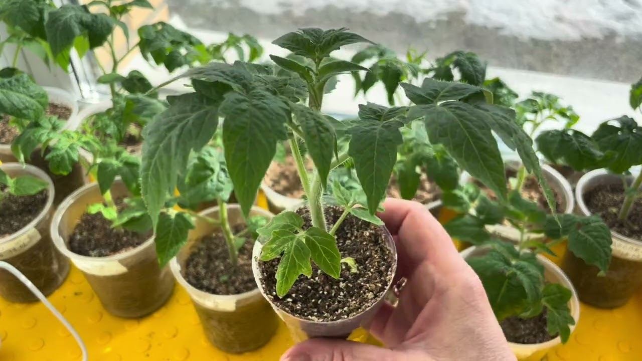 ТОМАТЫ. Всхожесть индетов, гномам месяц, сею капусту и салат! смотреть онлайн