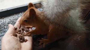 новая рубрика, архивные видео про белок