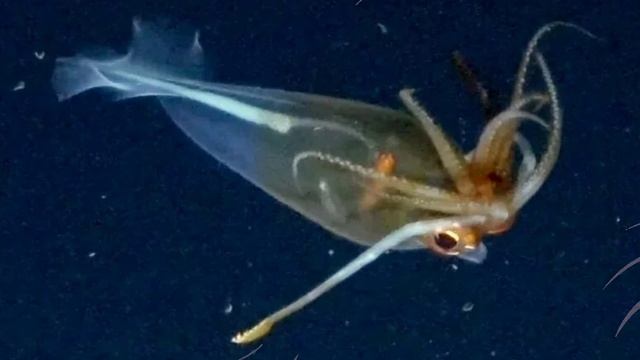 Гигантский кальмар