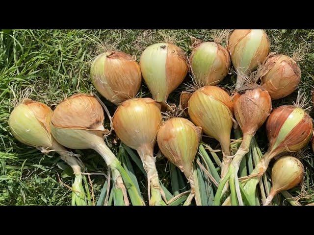 Посев лука ЭКСИБИШЕН. Важные моменты смотреть онлайн