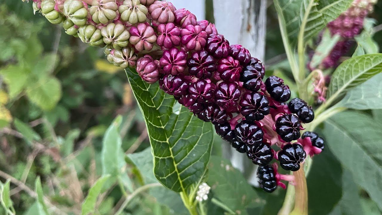 Влог 02.09.22 Неизвестные ЯГОДЫ…убрала томаты на улице смотреть онлайн