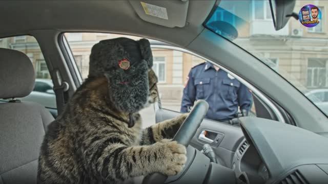 Кот качает права с инспектором ДПС смотреть онлайн