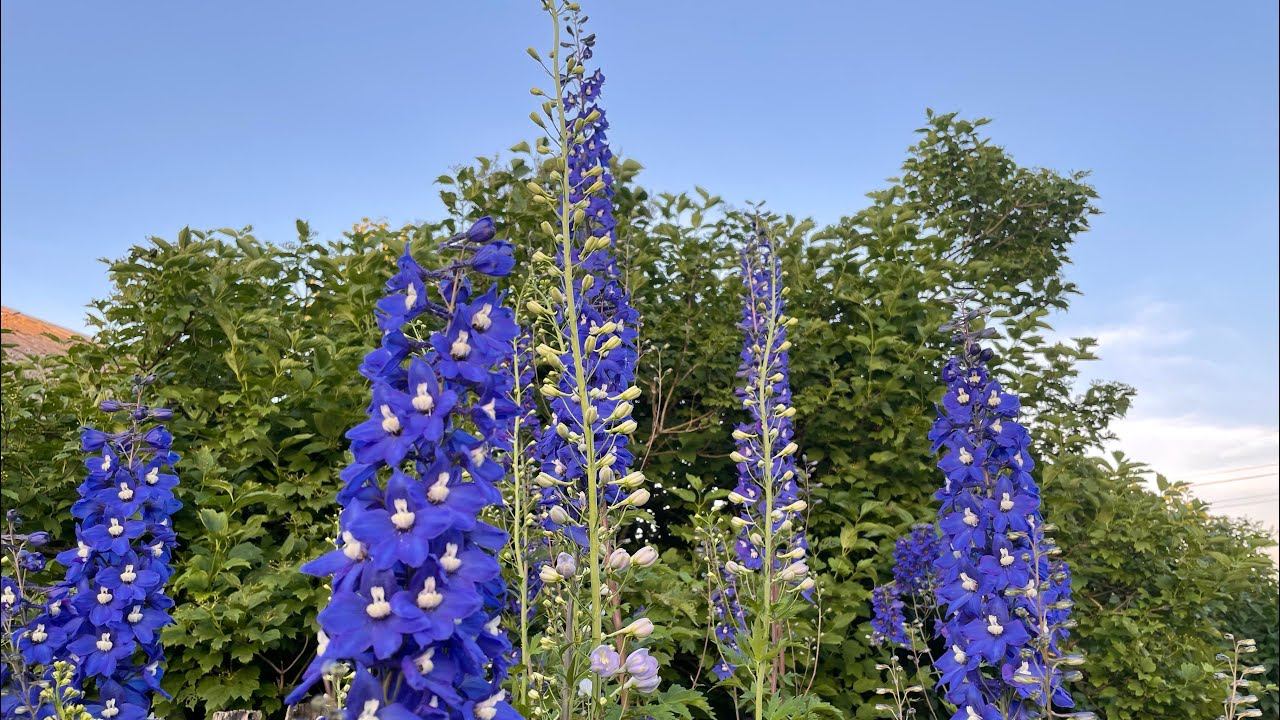 Влог 08.07.22 как дела в деревне за неделю засухи? смотреть онлайн