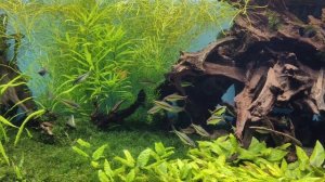 Москвариум 2026