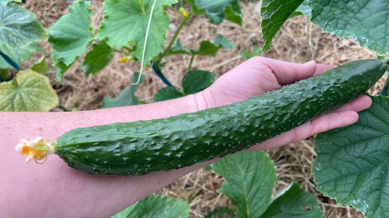 01.07.23 Влог! Муравьев прогнала, в теплице печально.. Дела огородные! смотреть онлайн