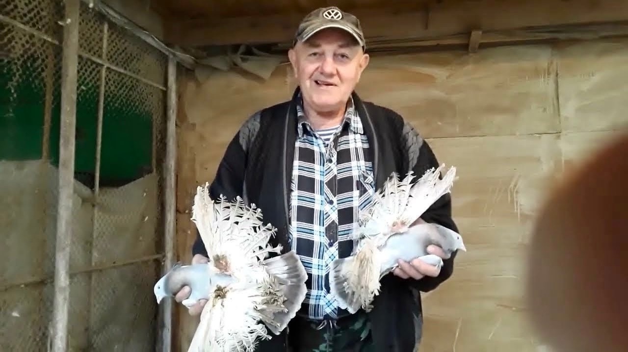 Сизые Северокавказские Голуби, Будённовские Северокавказские Голуби Николая Исаенко! смотреть онлайн