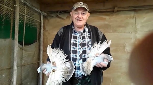 Сизые Северокавказские Голуби, Будённовские Северокавказские Голуби Николая Исаенко!