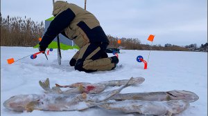 РЫБА СОШЛА С УМА! НЕ УСПЕВАЮ БЕГАТЬ И ДОСТАВАТЬ... Удачная рыбалка с ночёвкой.