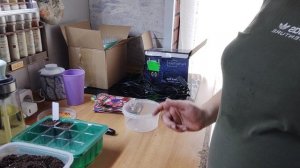 посеяла петунию в новый парничек 28.01.26(1часть)