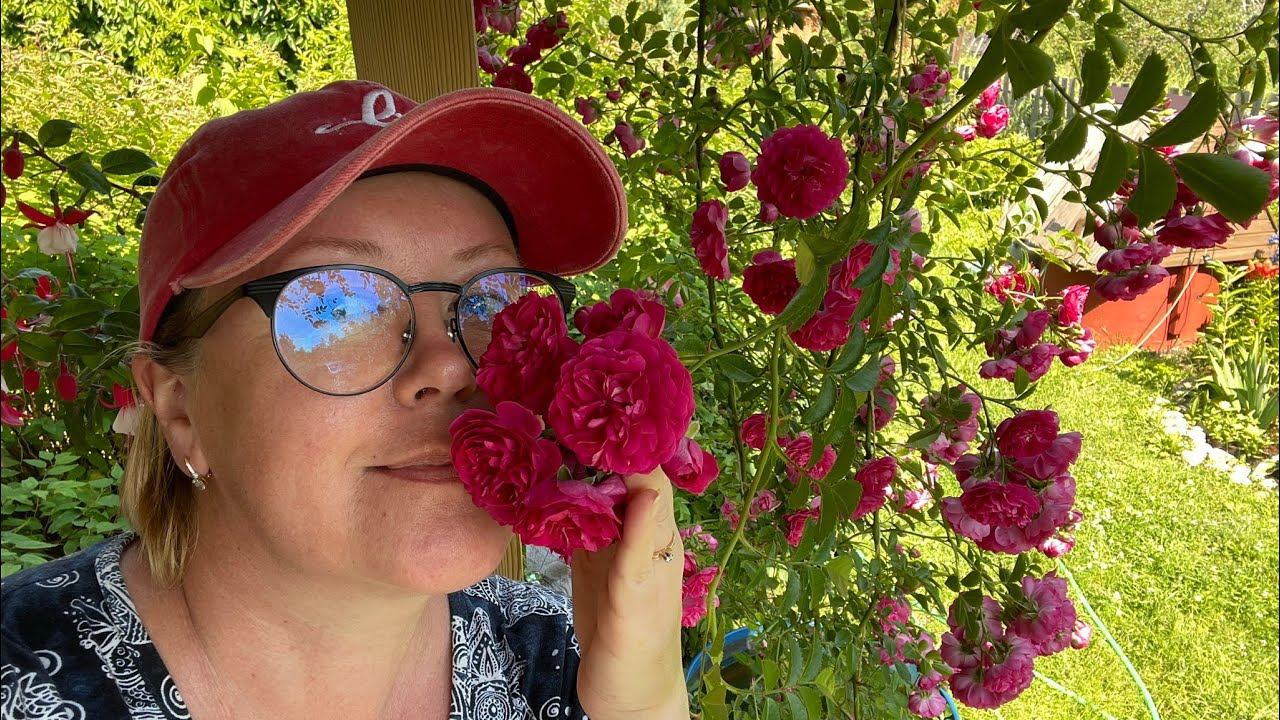 САЖАЮ в августе Розы из коробок, флоксы из пакетов с Леруа Мерлен. Куплены в феврале + находка смотреть онлайн