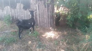 Козявка VID_20250709_165419