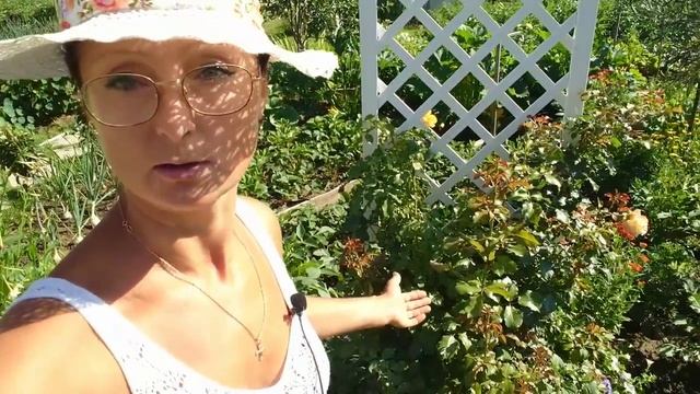 Видео привет с 6 соток. 2 часть. 12 июля 2021 год. смотреть онлайн