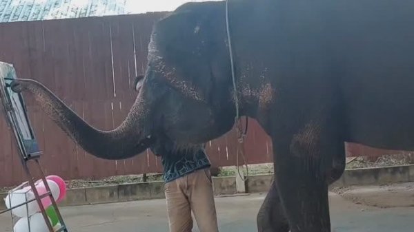 Слоновая деревня . Шоу слонов .Экскурсия Квай.Таиланд