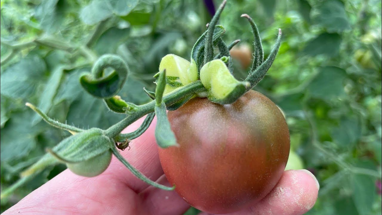 З0.07.22 выходные в деревне! Укроп посадила, быстрые кабачки))) смотреть онлайн