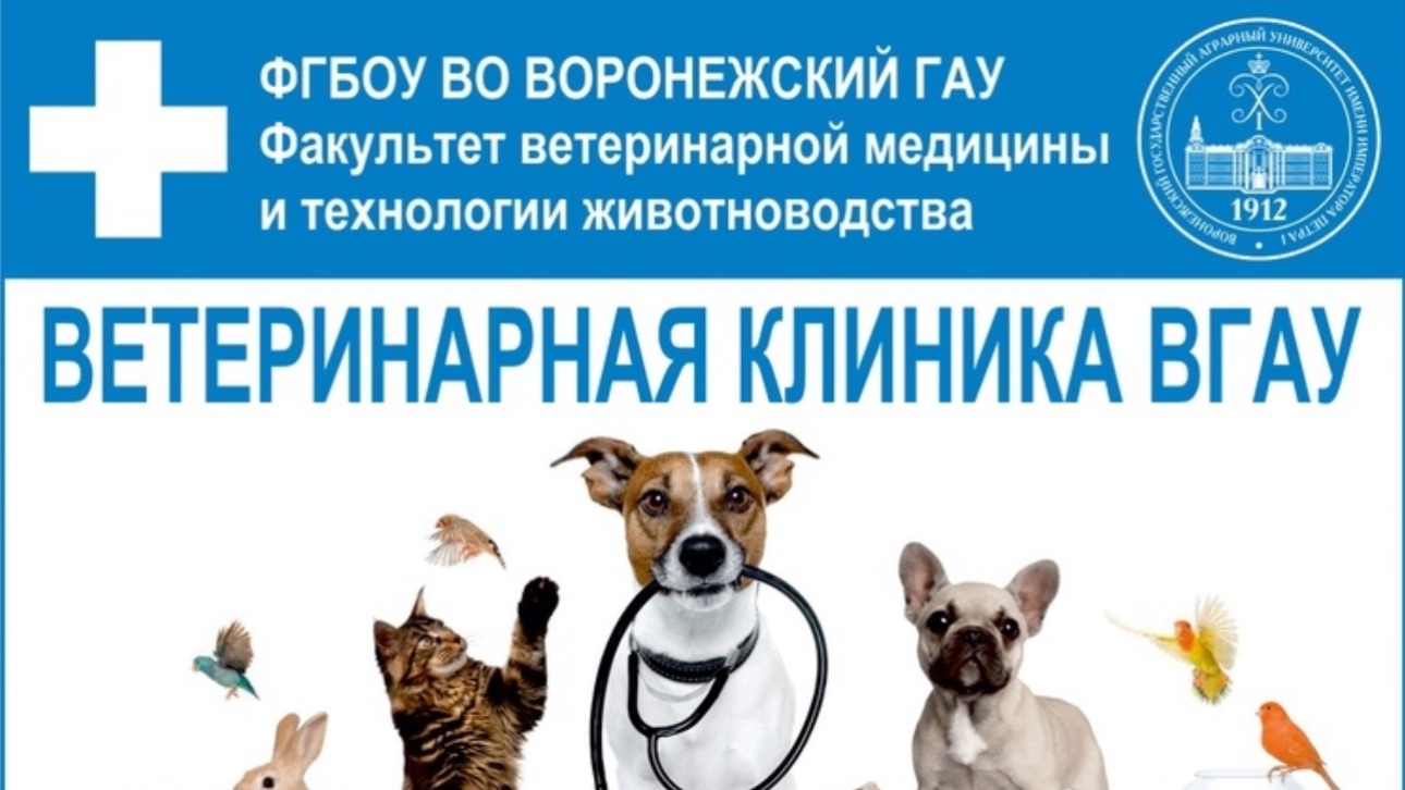 ПО ПРОСЬБЕ КАНАЛА «Роман и Людмила любители пионов» ВГАУ Ветеринарный факультет 🩺🧬 смотреть онлайн