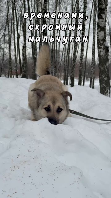 Норд в поисках Дома