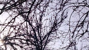 Скворцы на дереве VID_20260128_150919