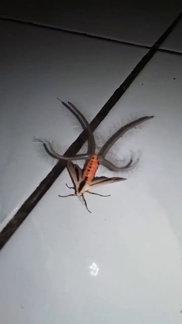 Так выглядит моль Бафомета — пугающая с первого взгляда «бабочка с щупальцами» из Австралии смотреть онлайн