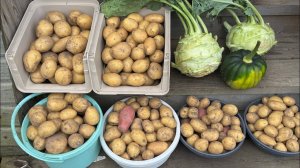 23.08.25 картошку убрала, какие сорта.