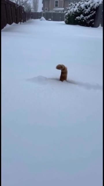 смешной кот смотреть онлайн