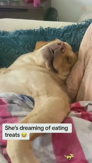 Собакам снятся кошмары