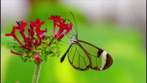 Флейта и оркестр. Музыка Сергея Чекалина. Flute and orchestra. Music by Sergey Chekalin.