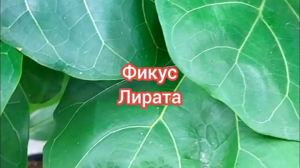 Ficus lyrata . Всё  о Фикусе  Лирата. #video #фикусы #ficus