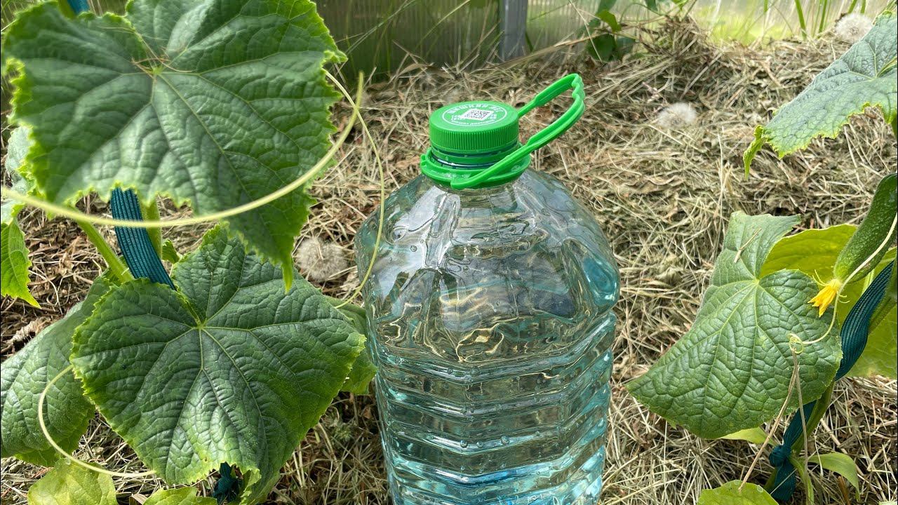 17.06.23 подкормки, тест капельного полива даром смотреть онлайн