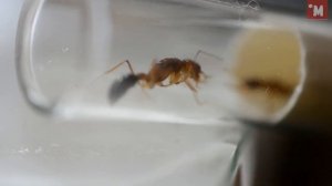 Этот _ботаник_ завел прыгающих муравьев. Муравьи Harpegnathos saltator (Салтаторы).