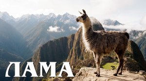 Лама: Южноамериканский Верблюд | Интересные факты про верблюдов