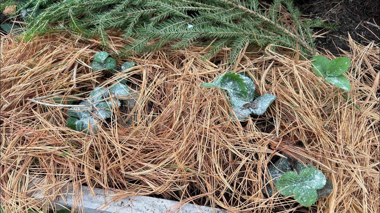 25.10.25 Укрытие клубники в теплице на зиму, чем теплицу намыла, сезон закрыт! смотреть онлайн