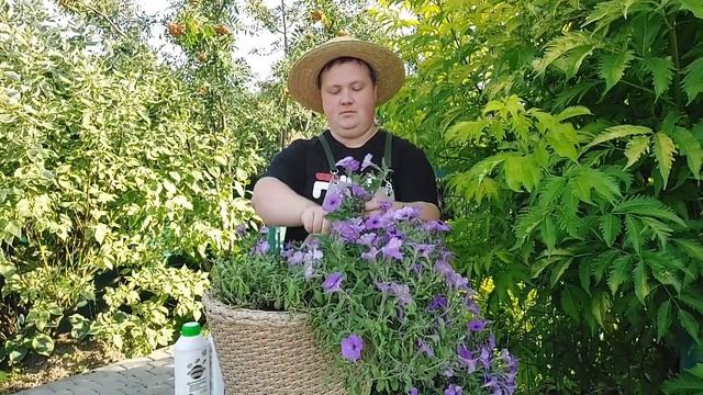 ПРОВОДИМ СТРИЖКУ И ГОТОВИМ К ЗИМЕ ТЕМА №5 БИЗНЕС НА ПЕТУНИЯХ ПРОСТО | БОРИС БОРИСОВ