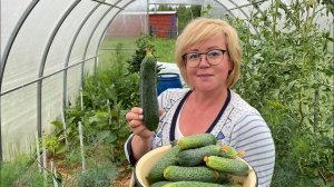 Собираю огурцы! Обзор 02.07.21 часть1. Обзор огорода, теплицы.