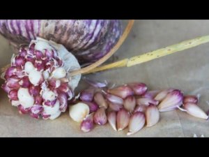 Сажаем чеснок + однозубки и бульбочки!!! Строфария - зелёные грибы) 25.09.21 мост, озеро, тыквы