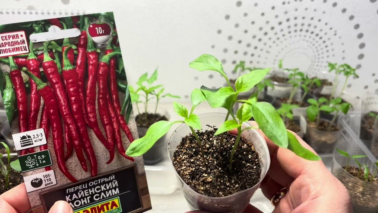 02.03.24 обзор рассады ОВОЩИ и ЦВЕТЫ. С упаковками, что буду сеять. смотреть онлайн